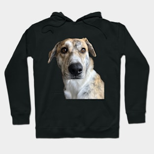 Paulas Dog Hoodie